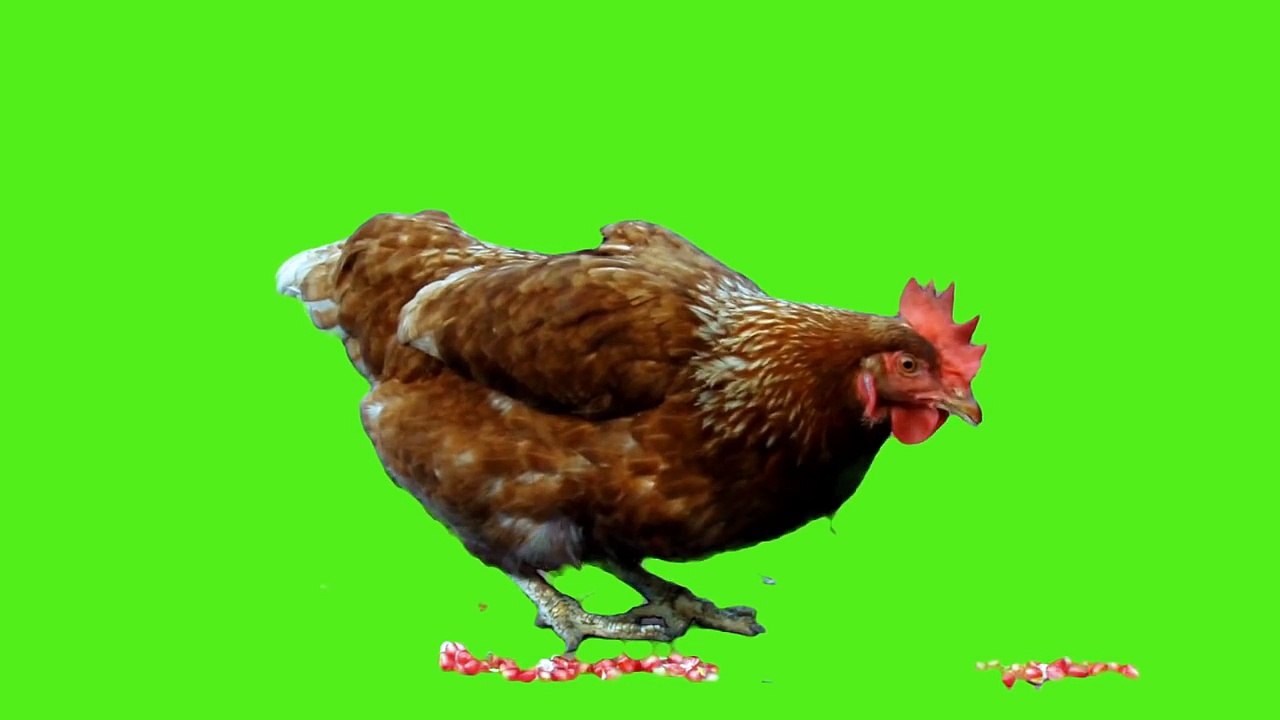 Chicken (Animal) Green Screen Bacground (Real Shoot)