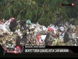Serangan Monyet Gunung Ke Permukiman Warga Di Bogor, Jawa Barat - iNews Malam 08/09