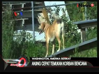 VOA: Inilah Kehebatan Anjing Pelacak SAR - iNews Siang 09/09