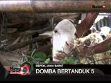 Aneh Tapi Nyata, Domba Bertanduk 5 - iNews Malam 13/09