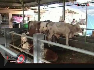 Jelang Idul Adha, Tingkat Hunian Hotel Sapi Penuh - iNews Siang 14/09