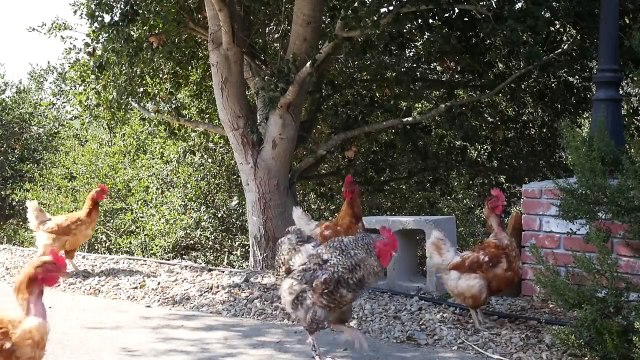 Farm Animal Sanctuary | Happy Hen Chicken Rescue