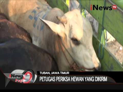 Petugas Periksa Hewan Kurban Yang Akan Dikirim Dari Jawa Timur - iNews Pagi 21/09