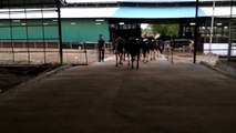 Cows milking at Unnati Manz  Biotec Dairy Farm