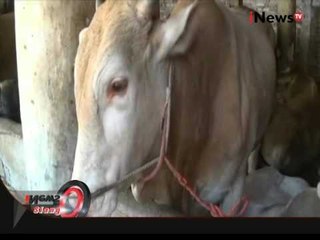 Inilah Sapi Raksasa Hell Boy Dengan Berat 1 Ton 223 Kg Pemenang 7 Kali Kontes - iNews Siang 21/09