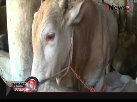 Inilah Sapi Raksasa Hell Boy Dengan Berat 1 Ton 223 Kg Pemenang 7 Kali Kontes - iNews Siang 21/09