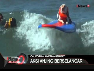 Lihainya Aksi Anjing Ini Dalam Berselancar Di California, AS - iNews Malam 04/10