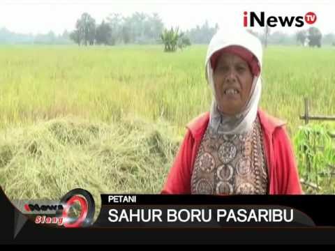 Kekeringan Membuat Hasil Panen Padi Menurun Di Langkat, Sumut - iNews Siang 06/10