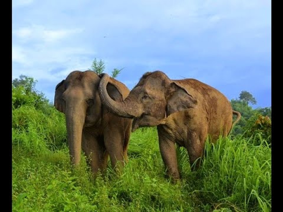 Kabut Asap Mengakibatkan Belasan Gajah Stres Di Labuhan Batu Selatan, Sumut - iNews Pagi 07/10