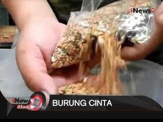 Peternak Burung Cinta, Usaha Ternak Burung yang Irit Lahan di Kudus, Jateng  - iNews Siang 09/10