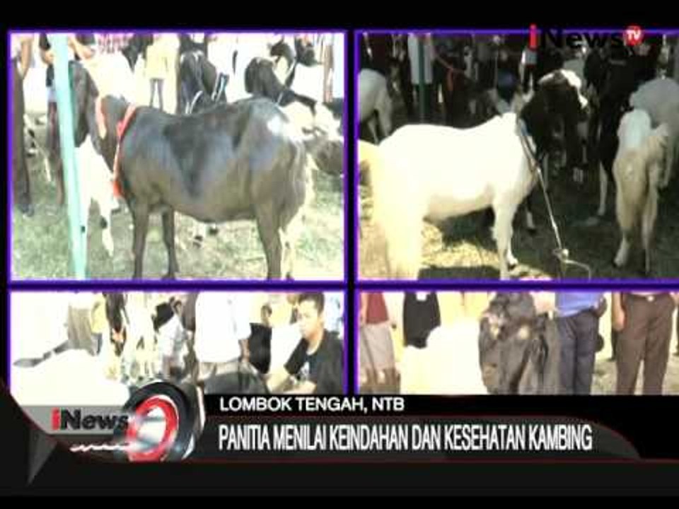 Kontes Kecantikan Kambing Di Lombok - iNews Siang 12/10