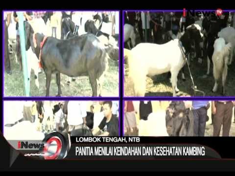 Kontes Kecantikan Kambing Di Lombok - iNews Siang 12/10
