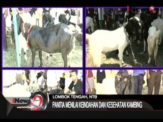 Kontes Kecantikan Kambing Di Lombok - iNews Siang 12/10