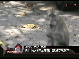 Kelaparan, Kera-Kera Di Jember Turun Gunung Mencari Makanan - iNews Malam 26/10
