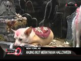 Jelang Halloween, Sejumlah Anjing Ini Juga Kenakan Costum Unik Di New York, AS - iNews Malam 28/10