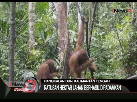 Kebakaran Hutan Di Kalimantan Tak Hanya Ganggu Manusia, Tapi Juga Orang Utan - iNews Siang 29/10
