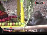 Ratusan Monyet Serbu Arak-Arak Bumi Di Banyumas, Jateng - iNews Malam 01/11