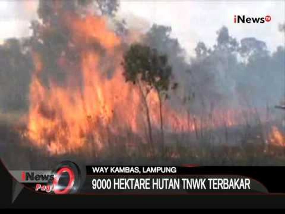 Kebakaran Hutan, Balai Konservasi Lampung Turunkan Satuan Pemadaman - iNews Pagi 30/10