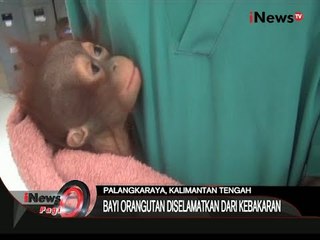 Bayi Orang Hutan Berhasil Diselamatkan Petugas - iNews Pagi 02/11