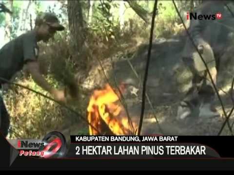 Kemarau Panjang, Lahan Pinus Di Gunung Tangkuban Perahu Dan Burangrang Terbakar - iNews Petang 03/11
