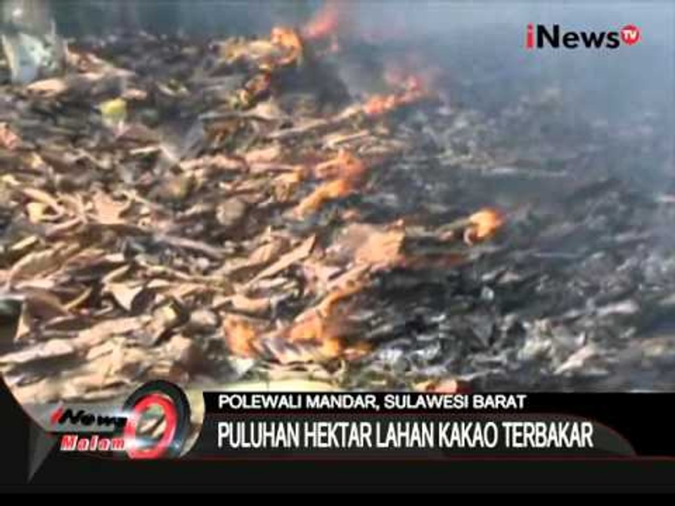 Puluhan Hektar Lahan Kakao Terbakar, Petani Merugi Hingga Ratusan Juta - iNews Malam 03/11