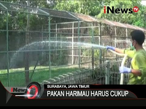 Seperti Inilah Perawatan Satwa Di Kebun Binatang Surabaya Saat Musim Kemarau - iNews Siang 04/11