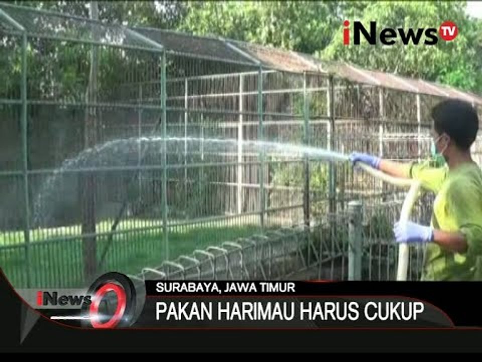 Seperti Inilah Perawatan Satwa Di Kebun Binatang Surabaya Saat Musim Kemarau - iNews Siang 04/11