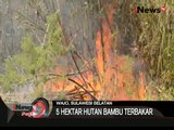 Hutan Bambu Terbakar Di Wajo, Diduga Akibat Puntung Rokok - iNews Pagi 09/11