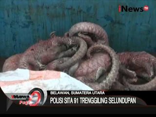 91 Ekor Trenggiling Diselundupkan Ke Malaysia, Digagalkan Polisi - iNews Pagi 12/11