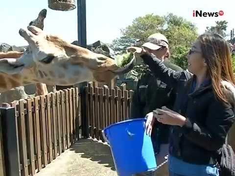 Jendela Australia, Australian Football League, Olahraga Asli Australia - iNews Siang 14/11