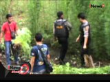 5 Hektar Ladang Ganja Berhasil Diamankan Polres Musirawas Utara, Sumsel - iNews Siang 18/11