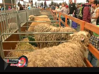 Jendela Australia, Kemeriahan Royal Melbourne Show - iNews Siang 17/11