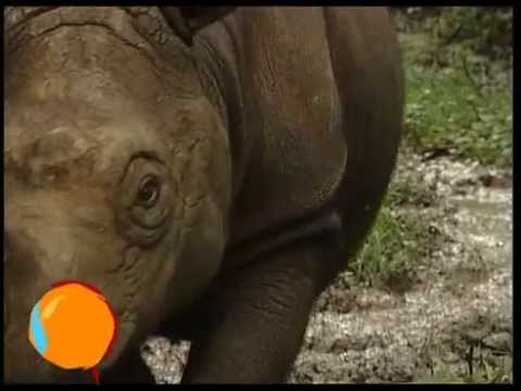 Sudah Tahukah Anda Badak Sumatera Badak Terkecil Sedunia ? - iNewspedia