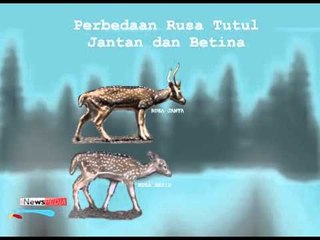 Rusa Totol Istana Bogor - iNewspedia