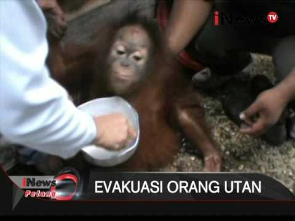 Orang utan ditemukan di kebun kelapa sawit - iNews Petang 22/01
