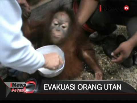 Orang utan ditemukan di kebun kelapa sawit - iNews Petang 22/01