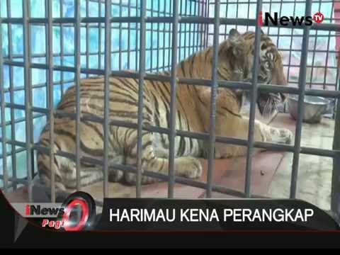 Kaki Harimau Sumatera Yang Terjerat Di Mandailing Natal Terpaksa Diamputasi - iNews Pagi 01/12