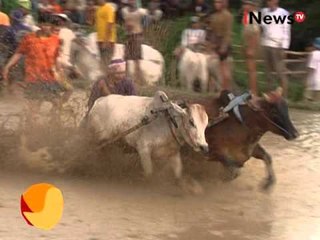 Pacu Jawi Di Tanah Datar, Sumatera Barat - iNewspedia