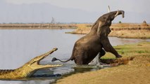 JAWS VS ELEPHANT VS CROCODILE - Amazing Elephant Defeated To Escape The Jaws Of Crocodile - Crocodile Hunting Fail