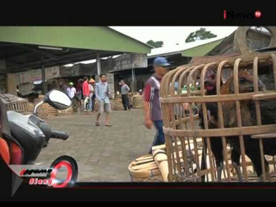 Sabung Ayam Identik Dengan Judi - iNews Siang 23/12