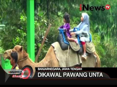 Kebun Binatang Di Banjarnegara Jadikan Unta Sebagai Daya Tarik Wisatawan - iNews Siang 28/12