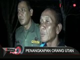 3 Ekor Orang Utan Diamankan Dari Pemukiman Warga Di Desa Seragam Jaya, Kalteng - iNews Pagi 30/12