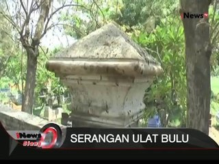 Ribuan Ulat Bulu Serang Pemukiman Warga Di Lamongan, Jatim - iNews Siang 30/12