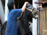 Seperti inilah terapi pijat kuda Di Sukabumi - iNews Malam 05/01