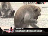 Liburan bersama kera-kera jinak di alaska, Bali - iNews Pagi 04/01