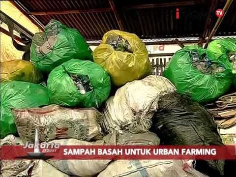 Kreatif, pupuk Organik dari sampah basah - Jakarta Today 06/01
