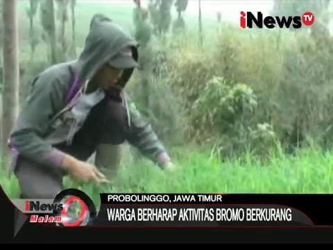Erupsi Gunung Bromo mengakibatkan rumput pakan ternak terpapar abu - iNews Pagi 06/01