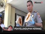 Live report: polisi gagalkan penyelundupan 262 karung kerang laut dilindungi - iNews Petang 11/01