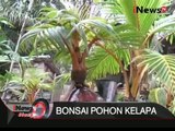 Unik, Pohon kelapa dibonsai - iNews SIang 11/01