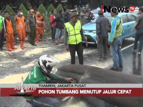 Cuaca buruk, pohon tumbang menutupi jalur cepat - Jakarta Today 01/02
